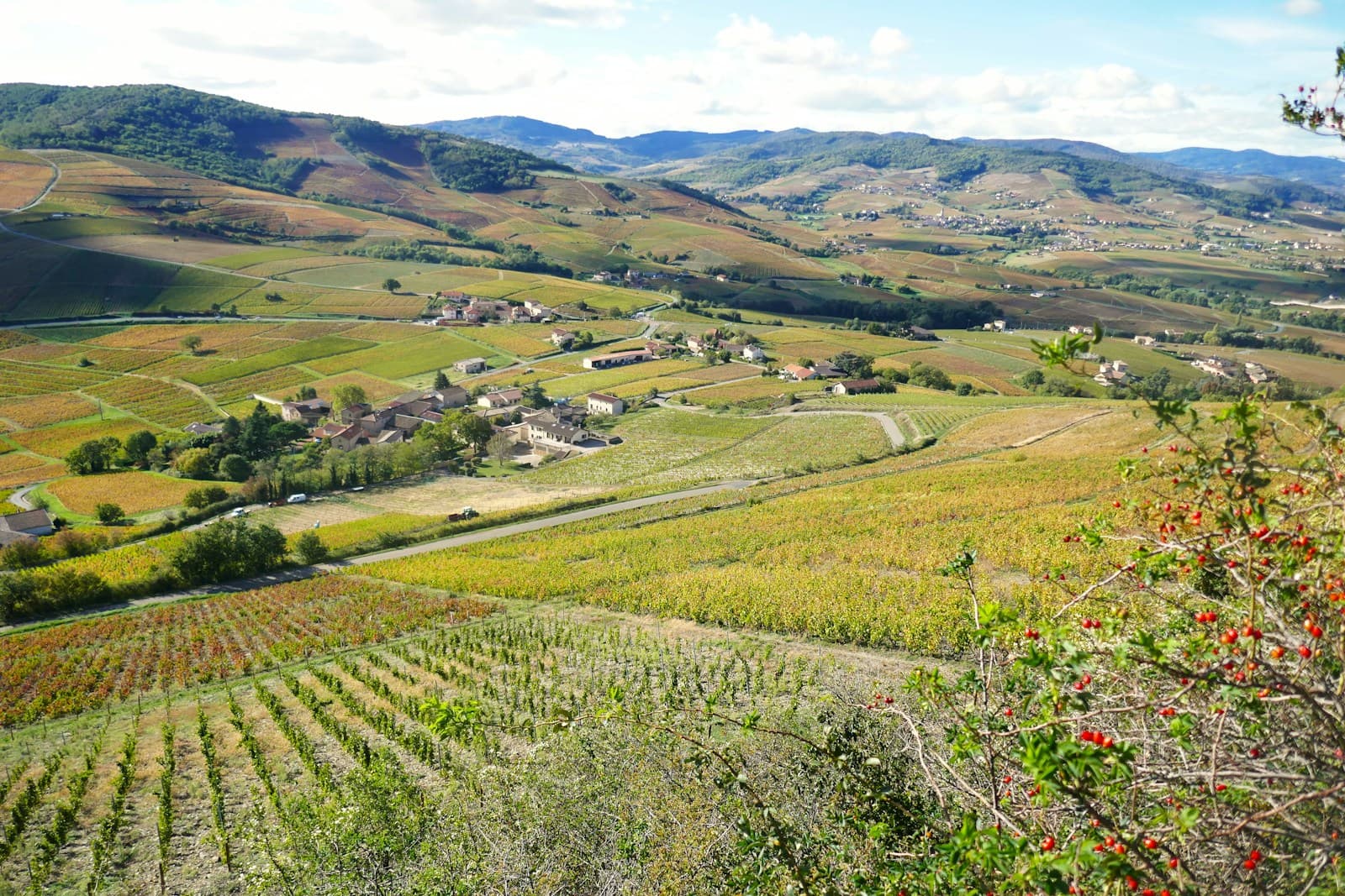 Hilly vineyard valley