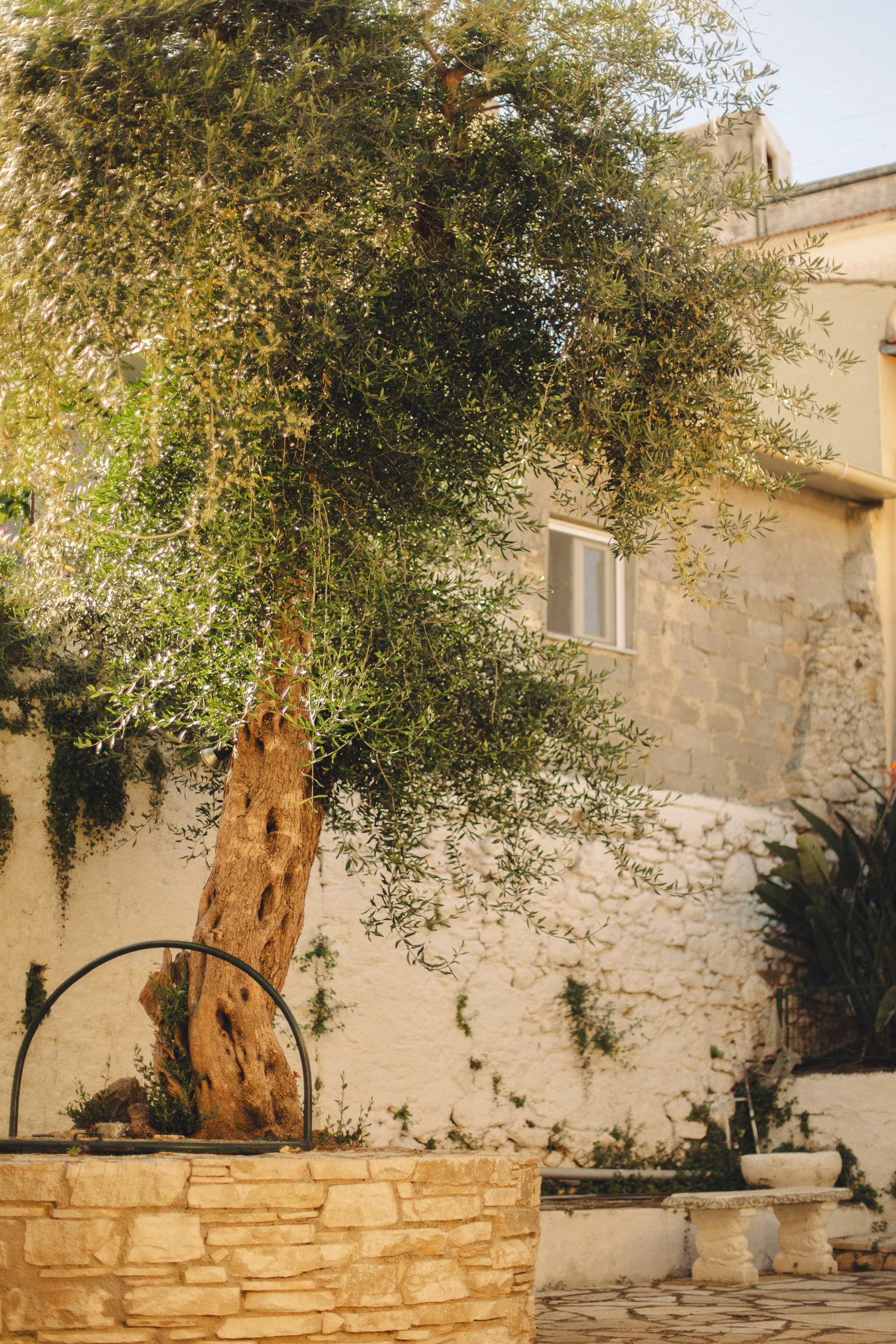 Old olive tree beside a stone house and well